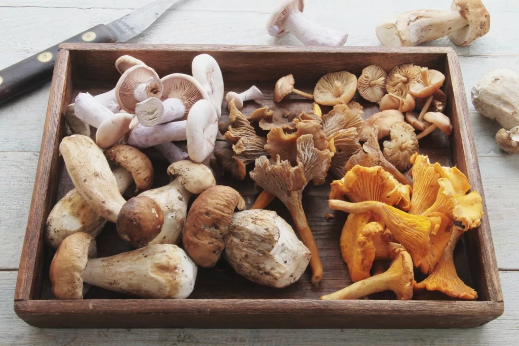Troop mushrooms are the natural nootropics, ready-to-eat mushrooms in a wooden plate.