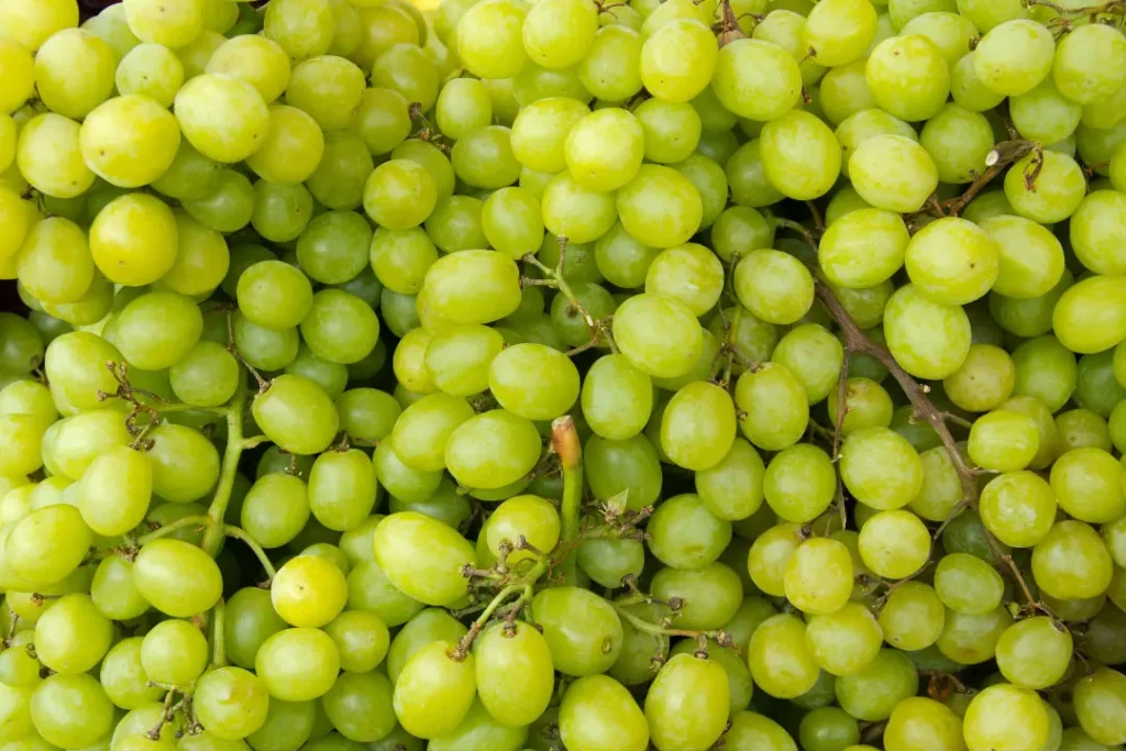 the close up shot of grapes
