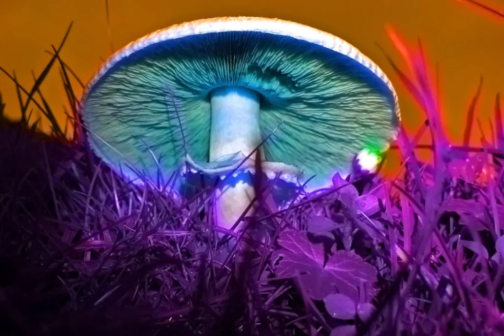 the close up shot of mushroom