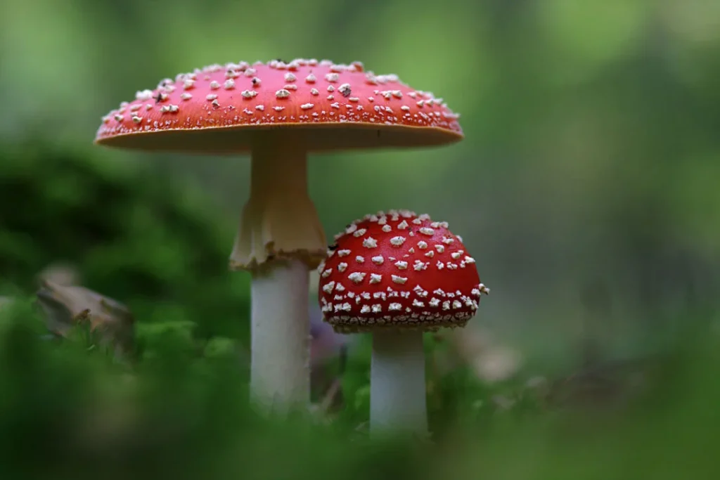 Mushrooms in red shade. 