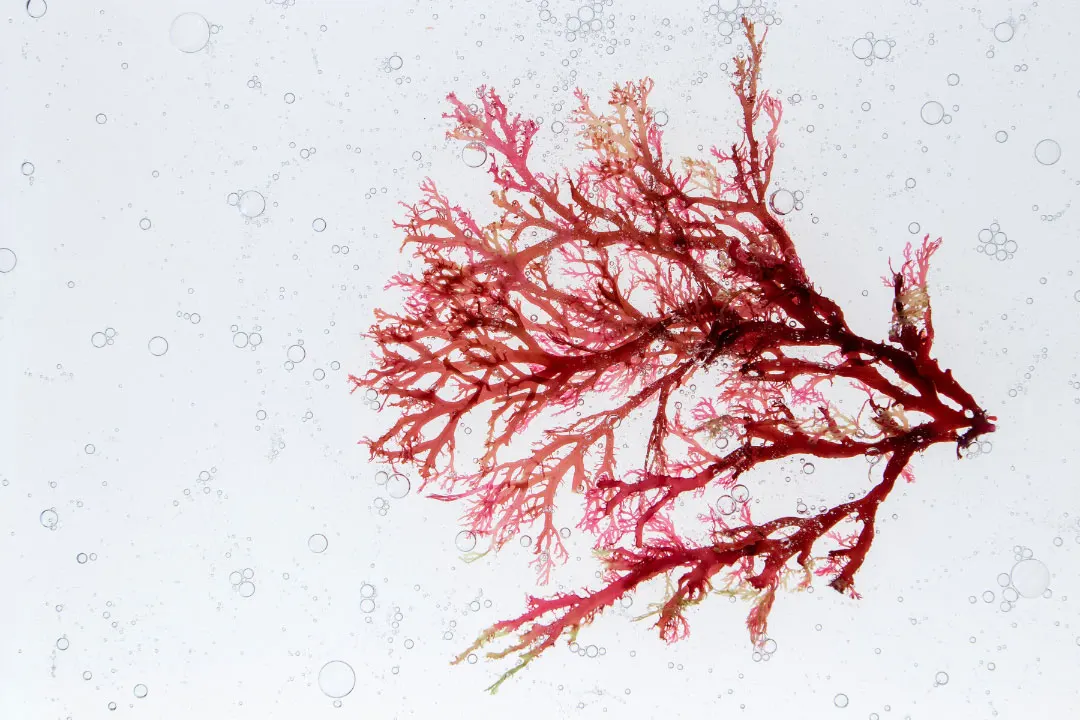 red marine algae