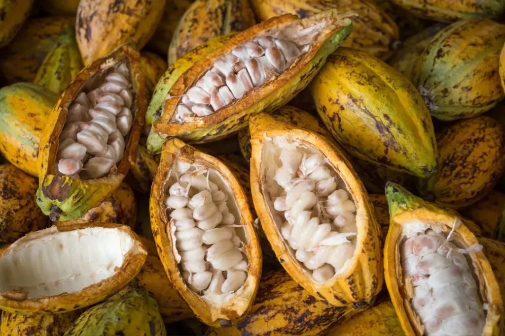 Cacao is used as snack.