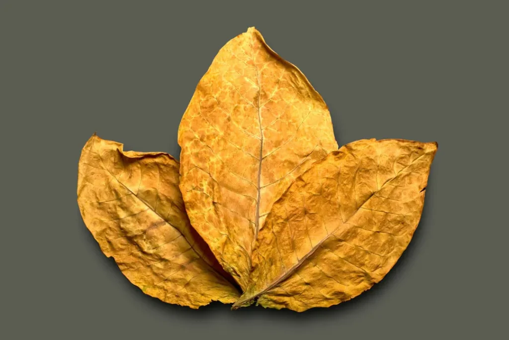 Tobacco leaf.