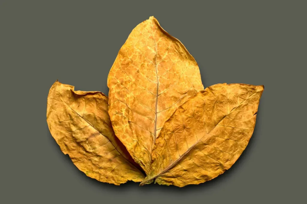 Tobacco leaf. 
