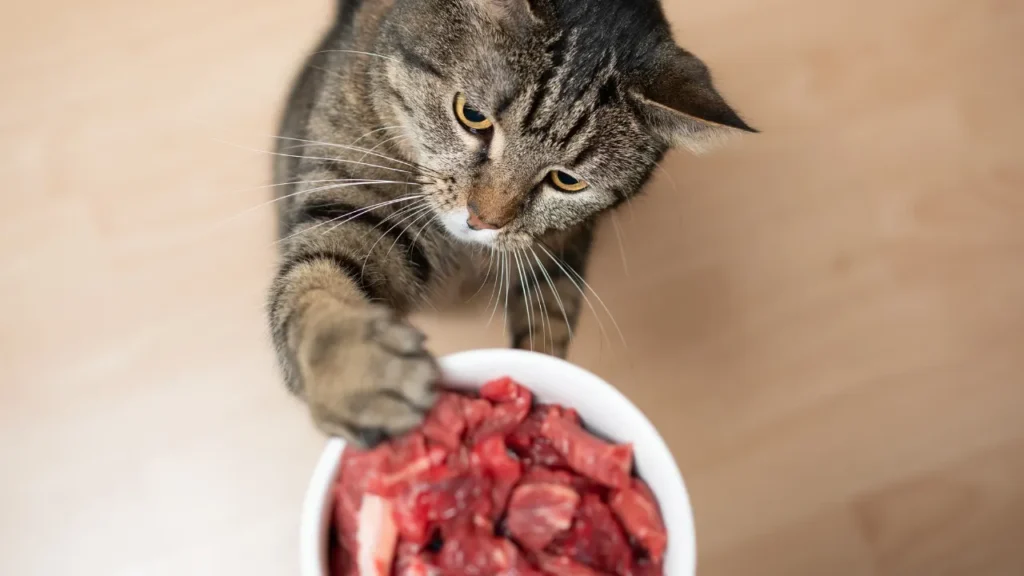 Cat trying to eat meat