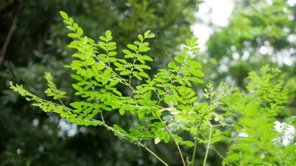 Moringa and Agriculture